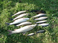 ryby skłusowane 11 listopada 2008