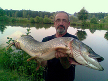 Szczupak złowiony 16082009 roku przez pana Tyksińskiego Wiesława staw nr4 w Rzemieniu 104 cm