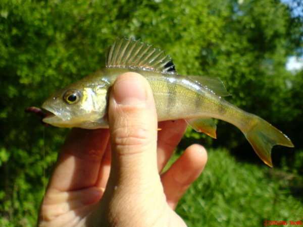 dsc00590.jpg