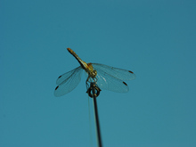 Lądowisko dla helikoptera