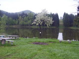 Dzikowiec1