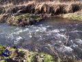 Warkocze Pani rzeki ... pod nimi gromadz� si� ryby.